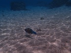 tahiti 167
